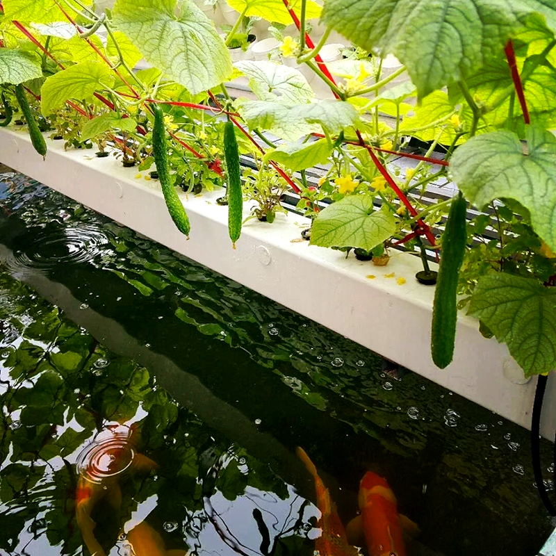 防城港市玻璃大棚鱼菜共生 - 排名